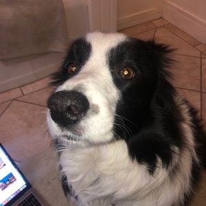Meet your Posher, Maddie